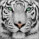 Avatar de wild tiger
