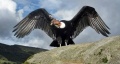 Avatar de Condor