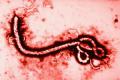 Avatar de ebola
