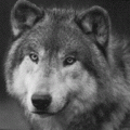 Avatar de Wolf1