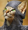 Avatar de WarriorCat