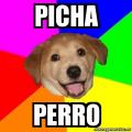 Avatar de Pichaperro